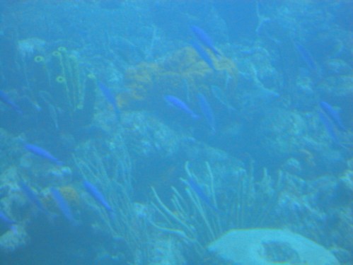 2013-01-11_AtlantisSubmarine60